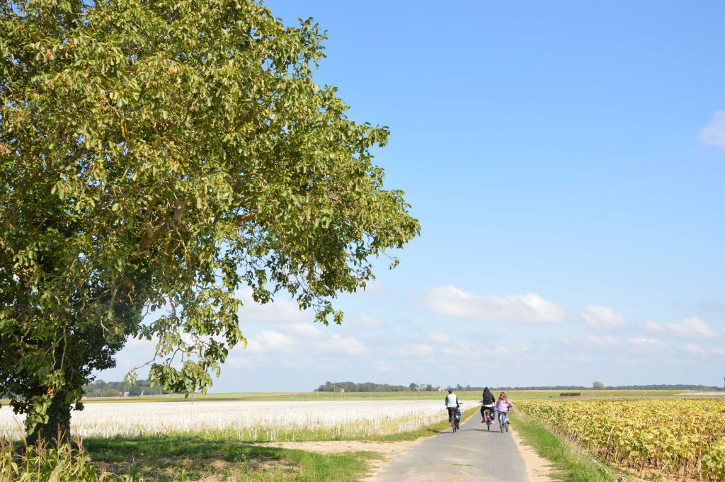Uralter Baum am Wegesrand durchs Loiratal, Radurlaub "Girolibero"