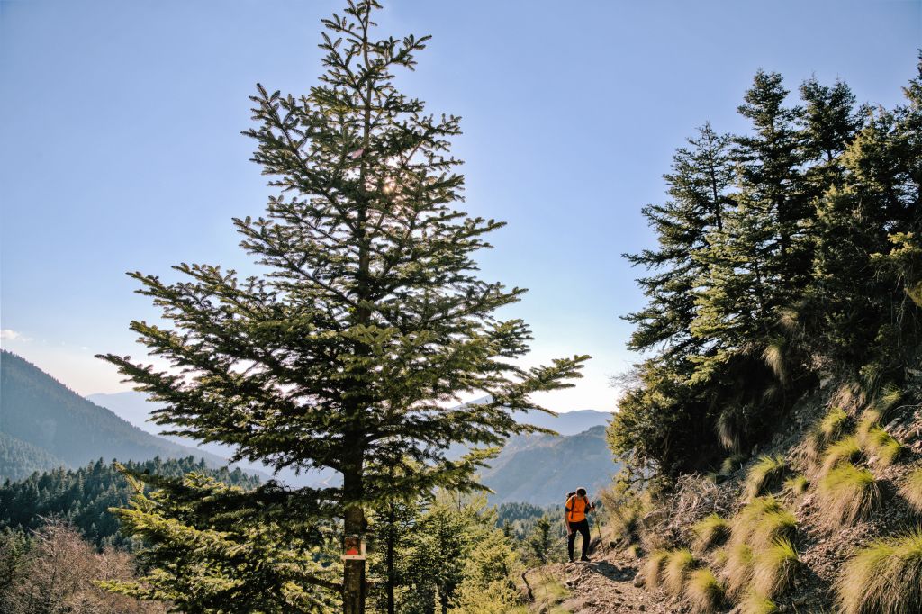 Paesaggio montuoso con alberi di pino, tipica vegetazione del Peloponneso.