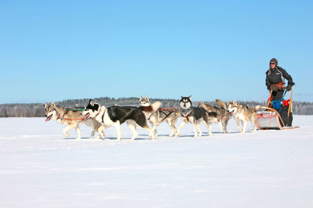 Team di cani da slitta pronti per la corsa sulla neve in Lapponia, Finlandia.