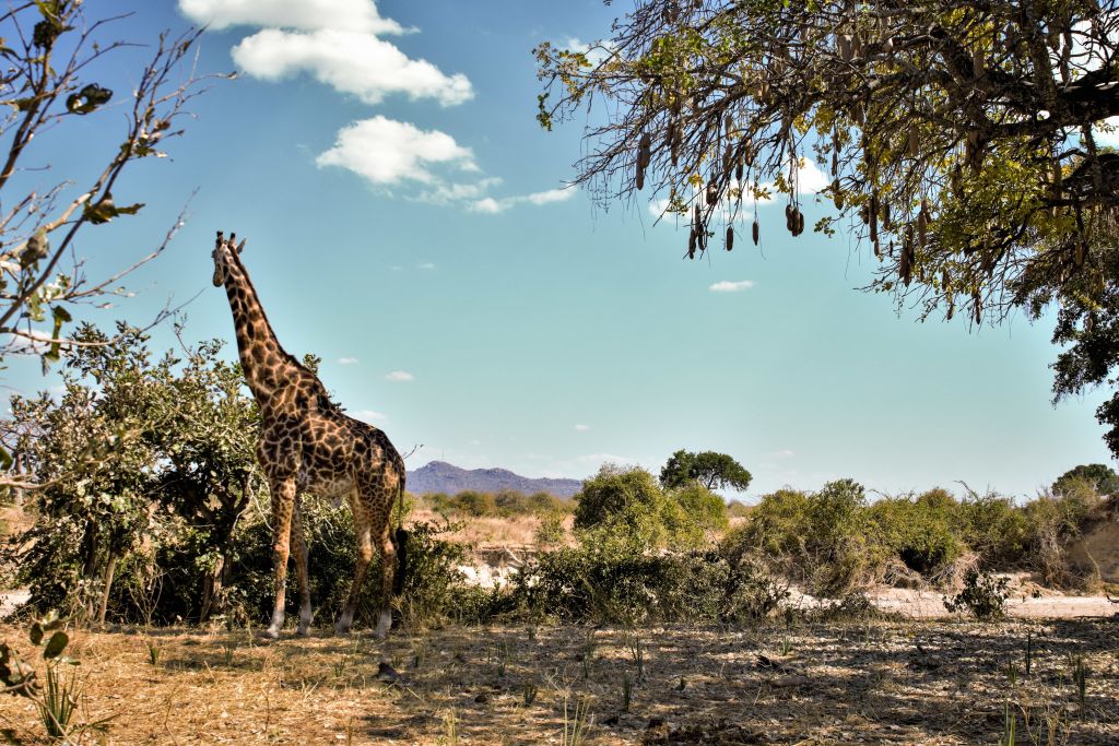 Giraffa in piedi tra alberi bassi nella savana africana, con cielo blu e nuvole, tour in Tanzania