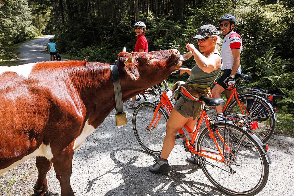 Ciclisti che osservano una mucca che attraversa la strada su un sentiero rurale lungo la Ciclabile dei Tauri.