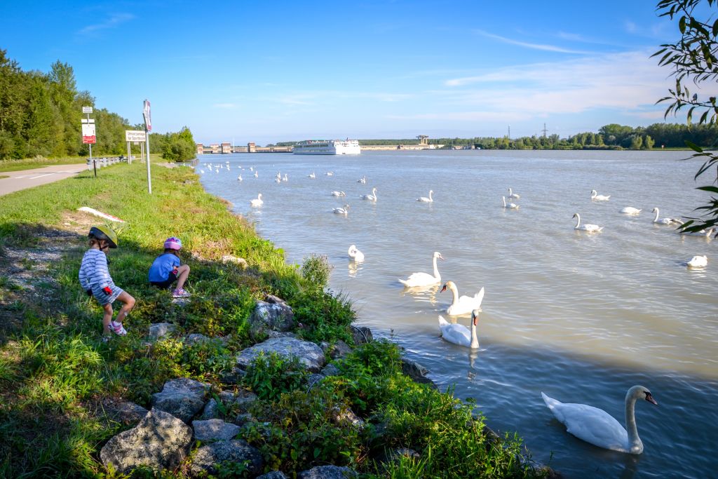 Bambini con caschetto intenti ad osservare cigni bianchi, fiume Danubio, paesaggio verde, Austria