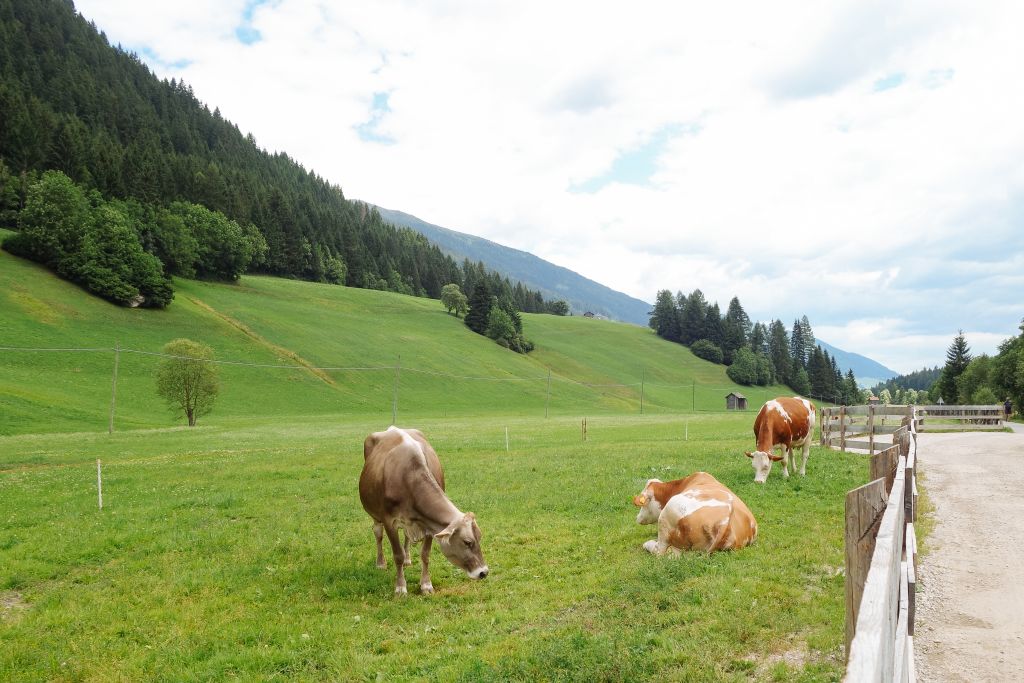 Mucche al pascolo, paesaggio verde di campagna, vacanza all'aria aperta, ciclabile della Drava