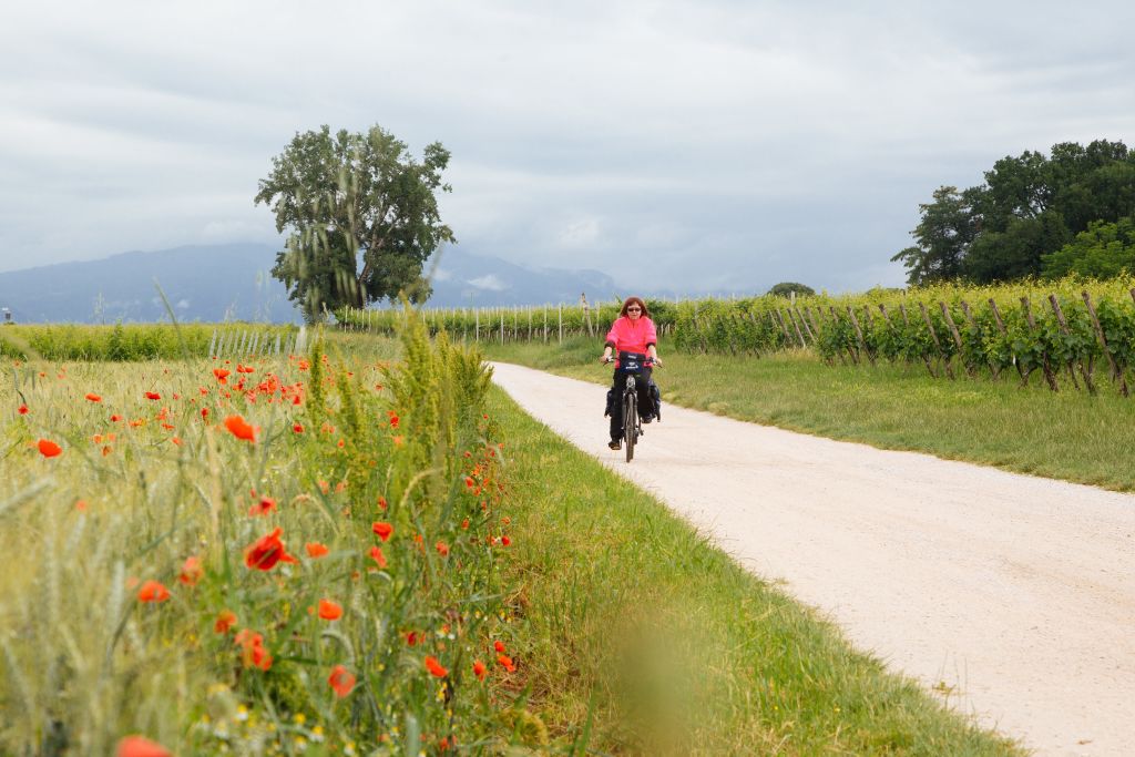 Cicloturista in movimento, strada circondata di fiori rossi e coltivazioni di vitigni, vacanza tra Bolzano Verona e Venezia