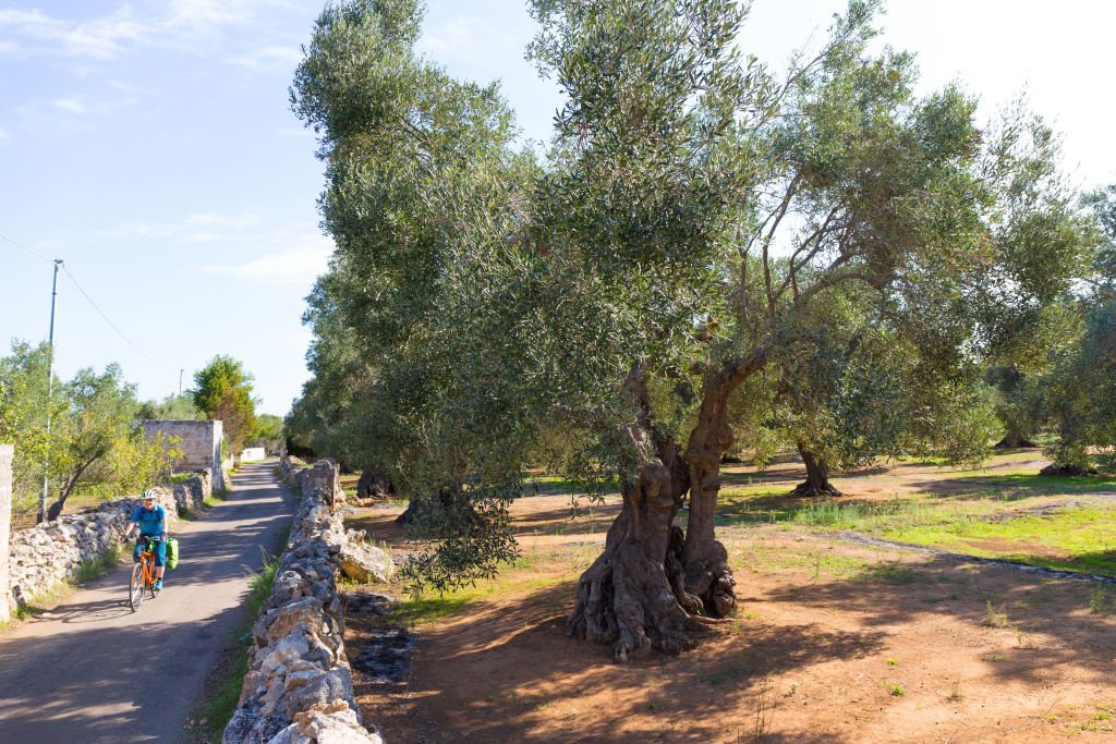 Ancient olive tree on a path in the Apulian countryside, Italy.
