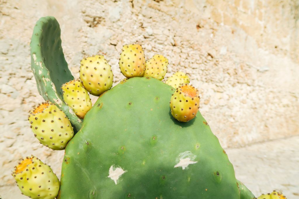 Fico d'India con frutti gialli, pianta tipica della Sicilia.