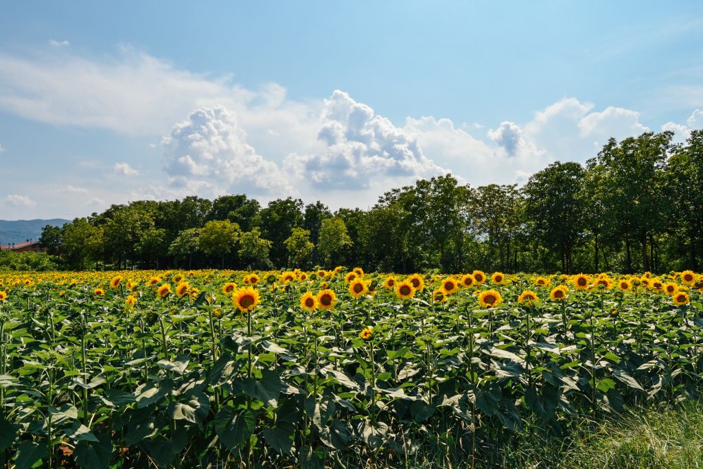 Campo di girasoli in fiore nella campagna umbra, con alberi e cielo azzurro.