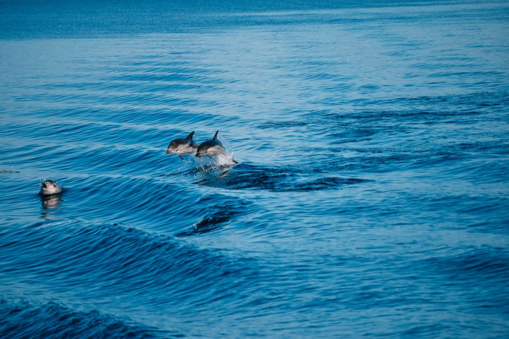dolphins in the crystal clear waters near Meganissi island, Greece.