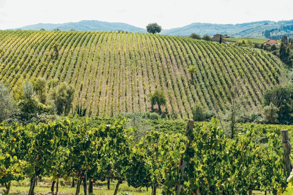 Vigneto toscano con colline sullo sfondo lungo la Via Francigena