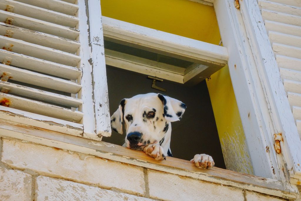 Dog looks out the window at passers-by, Greece