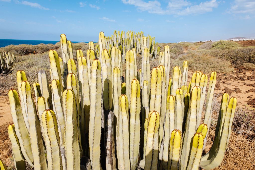 Pianta grassa su terreno brullo, isola di Tenerife