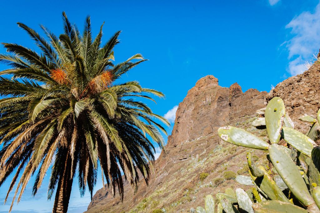 Vegetazione e rocce rosse tipiche, Tenerife