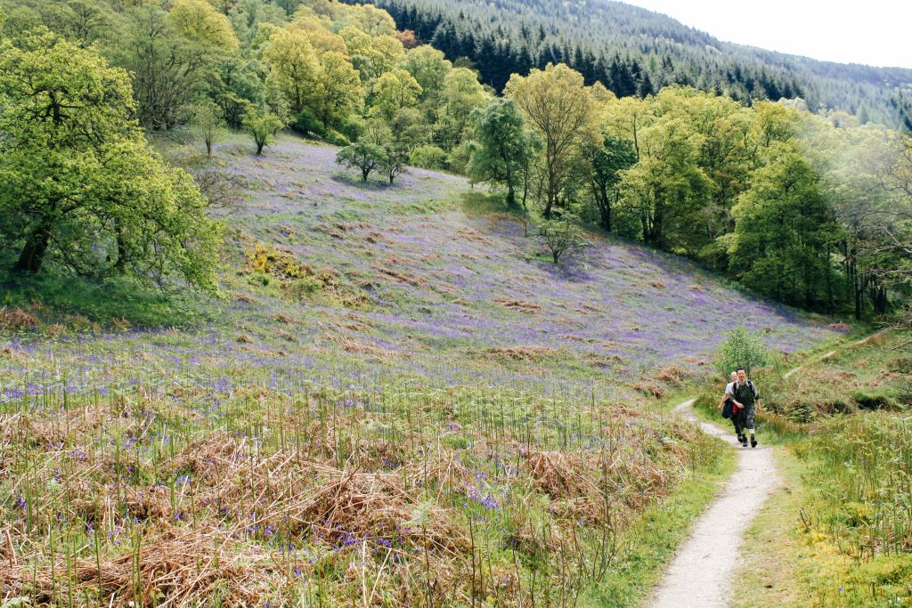 Camminatori su un sentiero attraverso la brughiera verde delle Highlands, West Highland Way