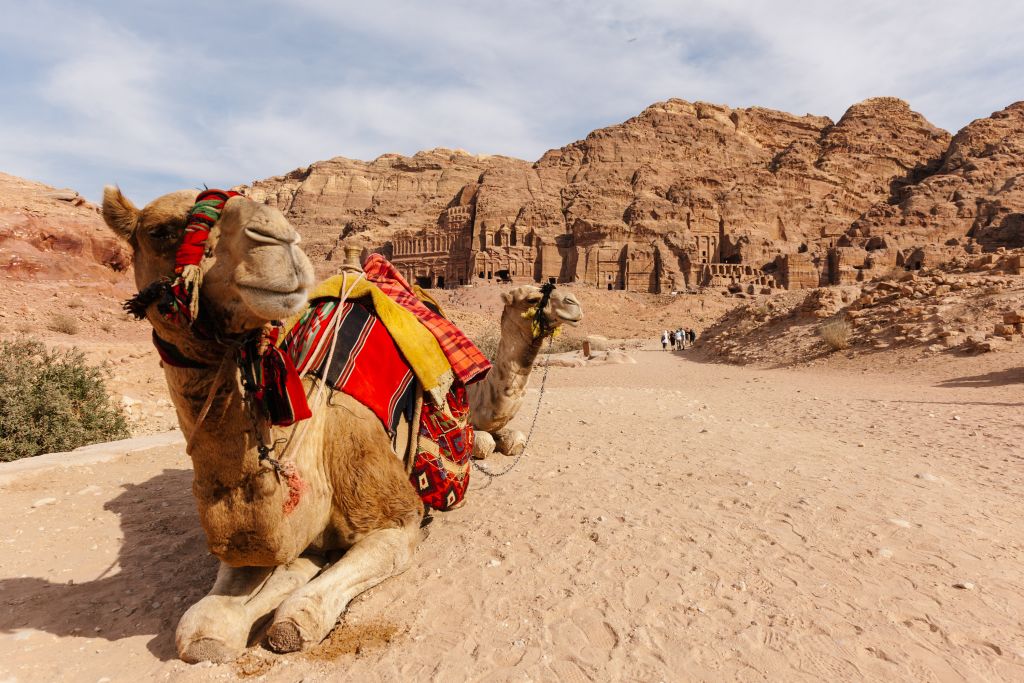 Cammello bardato nel deserto rosso del Wadi Rum, Giordania.