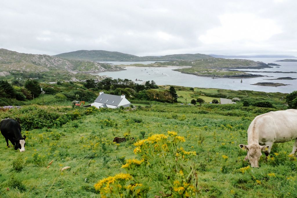 Pecora al pascolo su un prato verde con vista panoramica nella contea di Kerry.