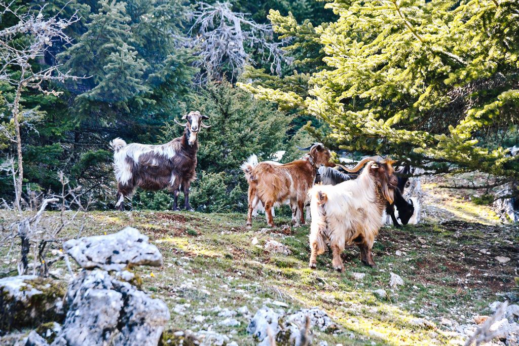 Capre al pascolo tra alberi e rocce in una valle del Peloponneso.