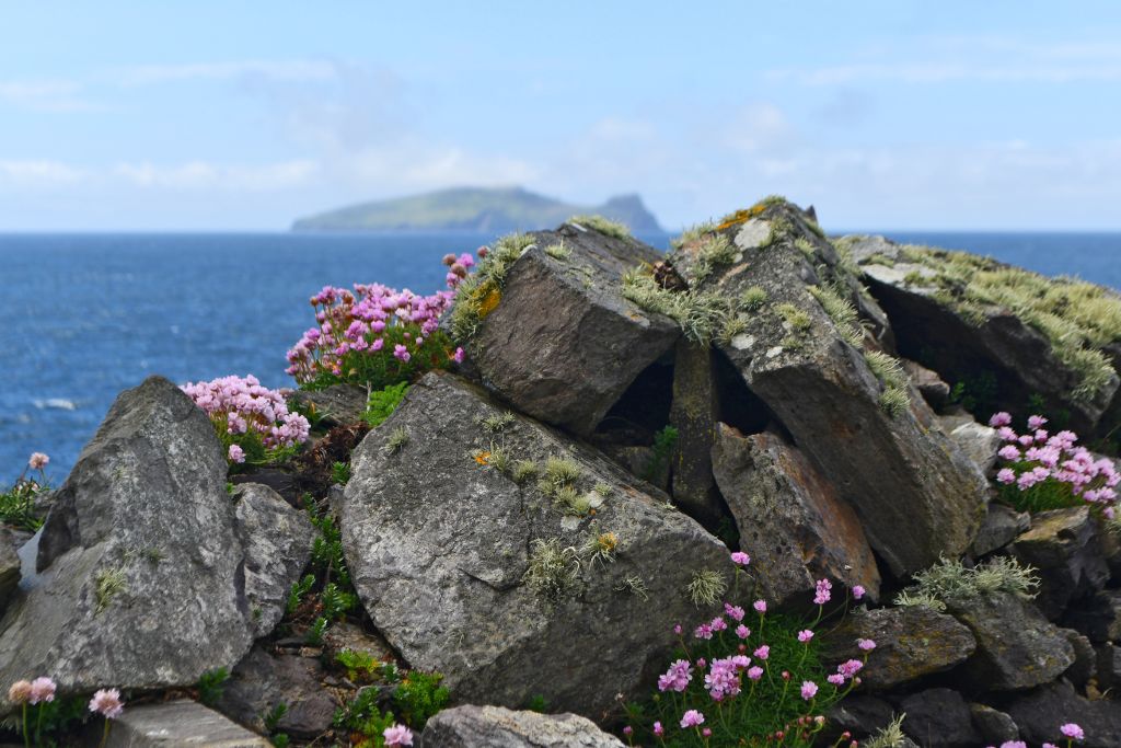 Rocce fiorite lungo la costa con vista sul mare.