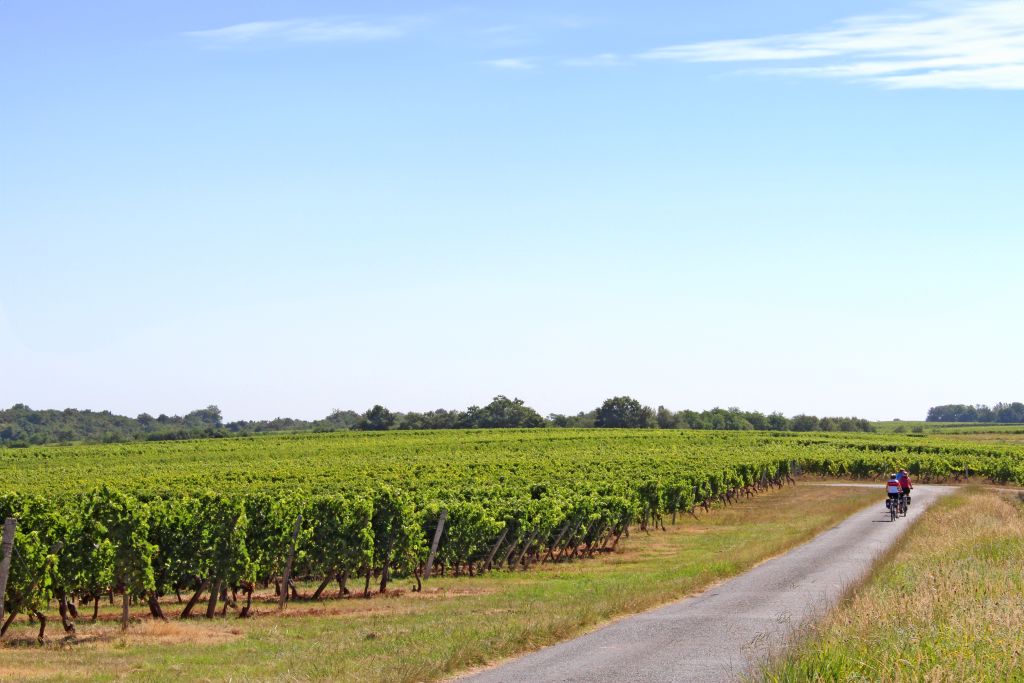 Vigneti su colline ondulate nella regione della Dordogna, Francia