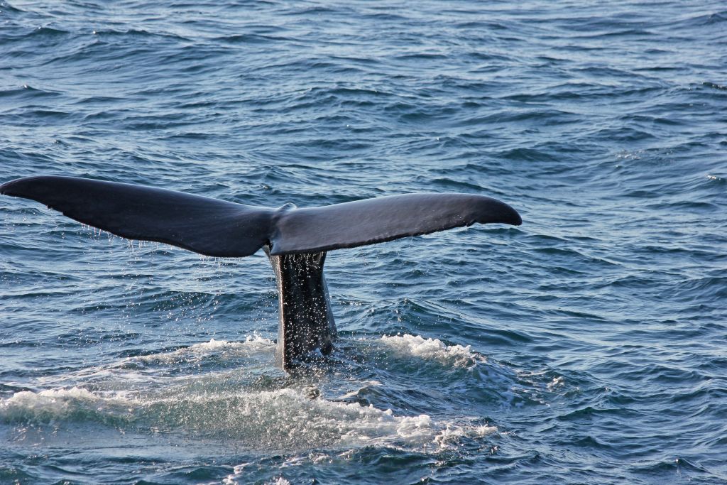 Coda di balena che emerge dall'acqua.