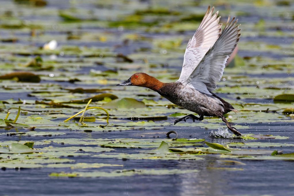 Airone che si libra sopra una palude nei pressi della Riserva Naturale di Torre Guaceto, Salento.