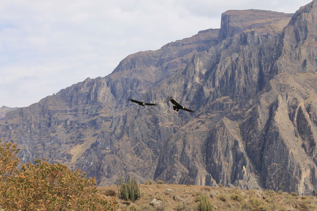 Montagne rocciose nel Canyon del Colca con condor in volo