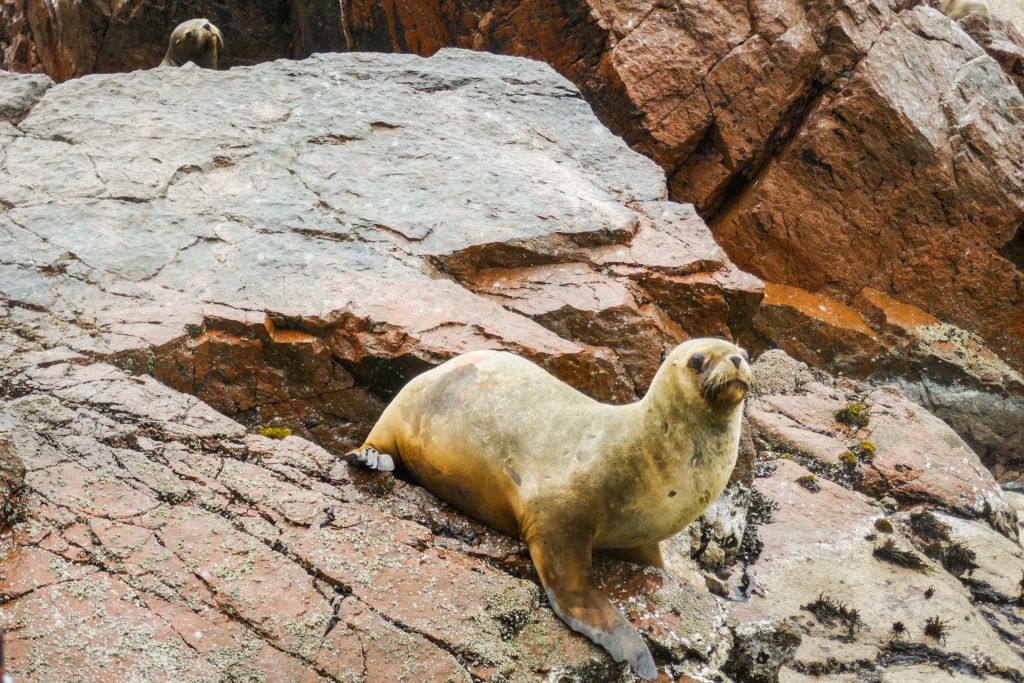 Leone marino disteso su una roccia alle Isole Ballestas, Perù.