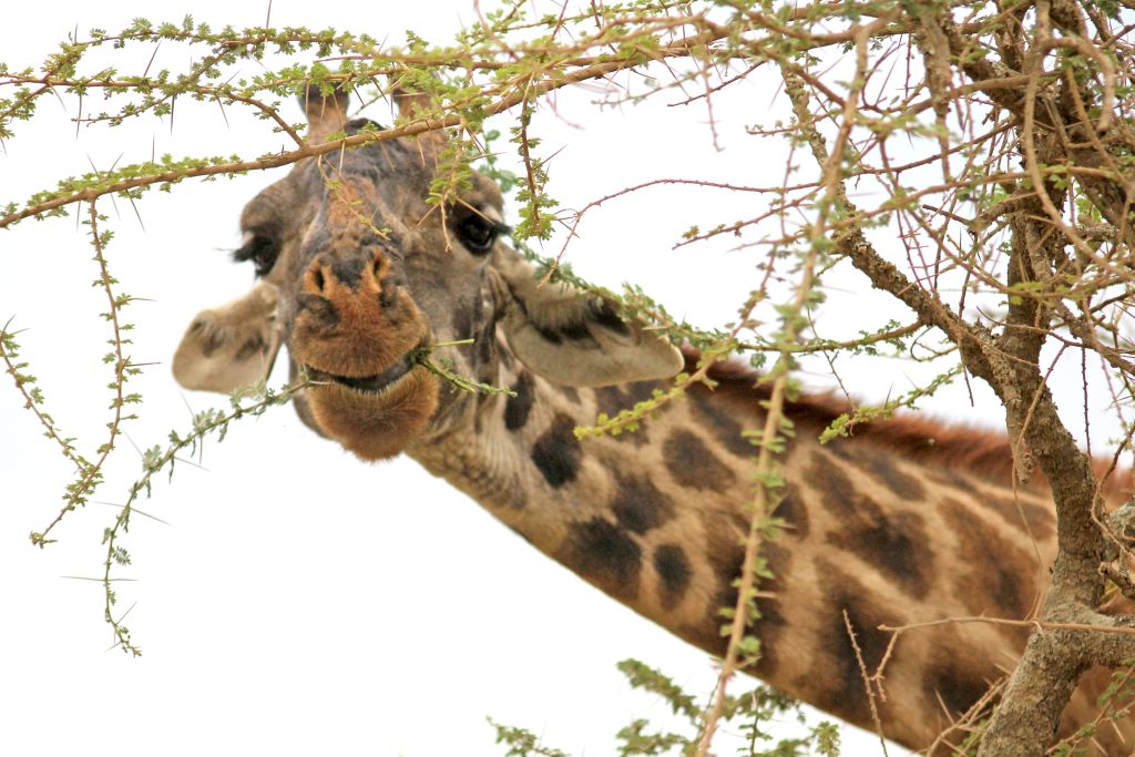 Giraffa che mangia da un albero di acacia in Tanzania.