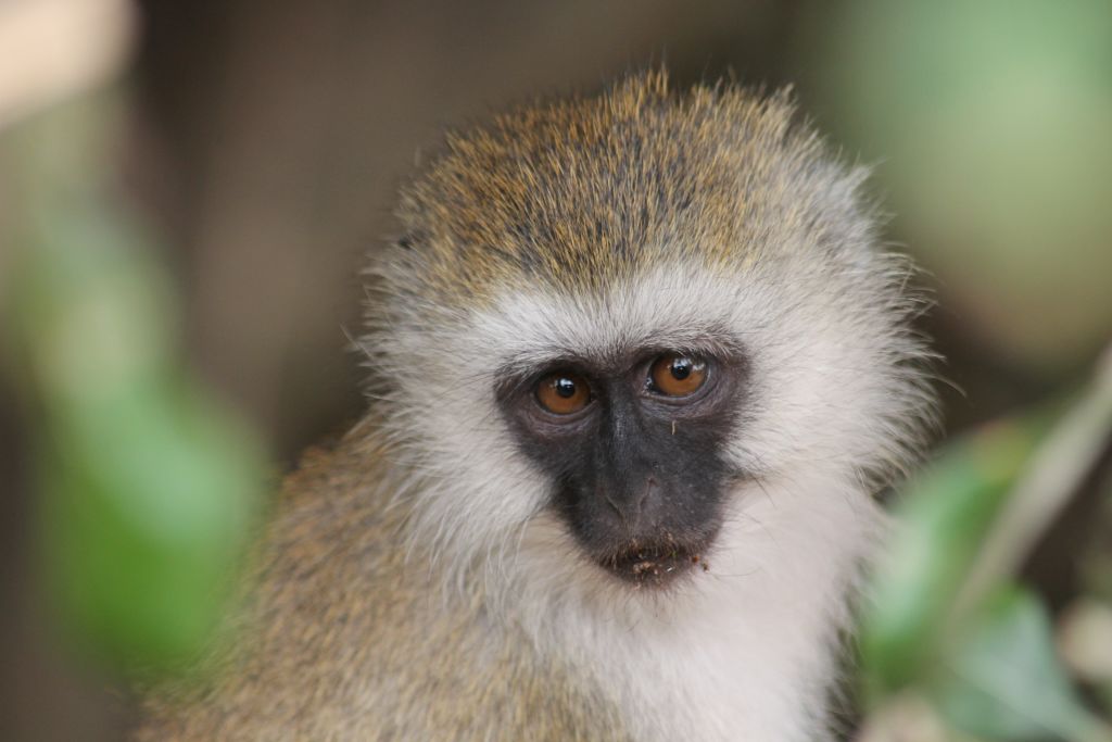 Ritratto ravvicinato di una scimmia con il volto incorniciato dalla pelliccia chiara.