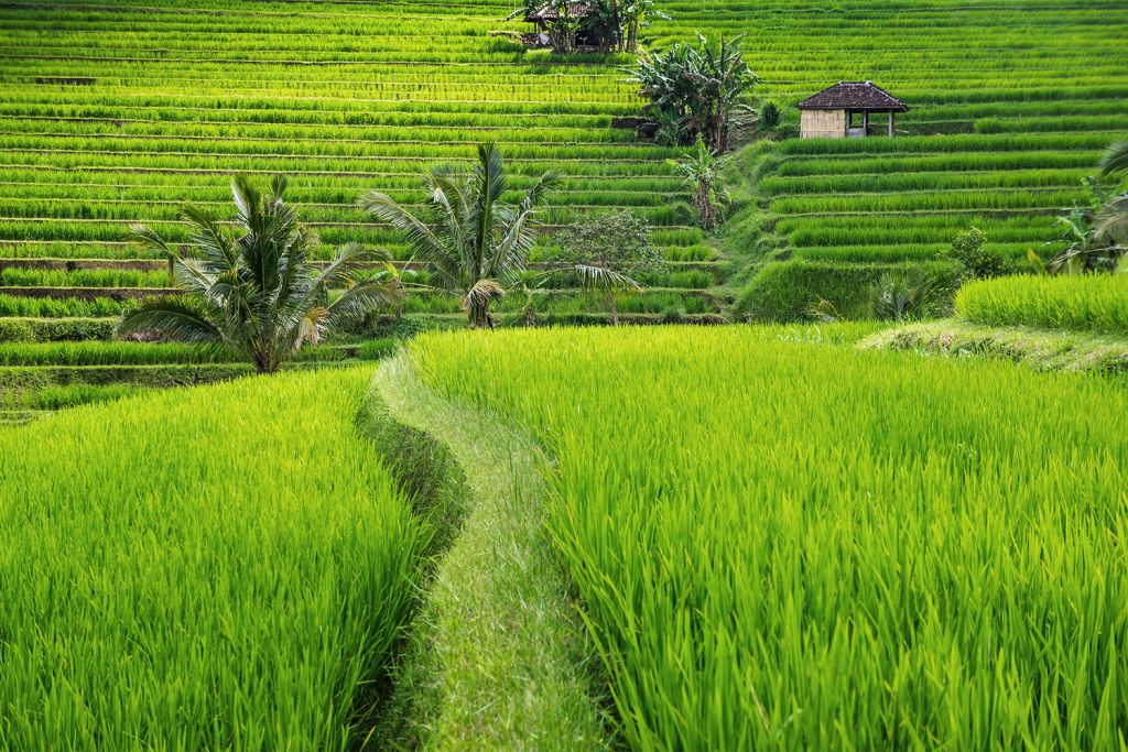 Risaie verdi terrazzate a Ubud, Bali, Indonesia.