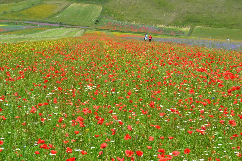 Fioritura di papaveri e lenticchie nel Parco Nazionale dei Monti Sibillini.