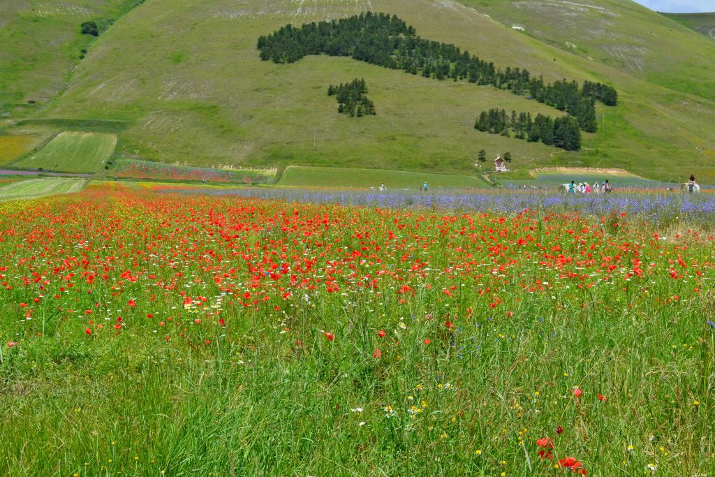 Distese di papaveri e fiori selvatici tra i Monti Sibillini, Marche.