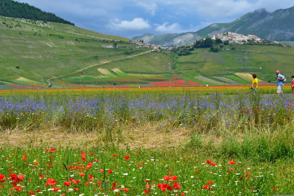 Fioritura estiva nella Piana di Castelluccio, con vista su Castelluccio di Norcia in lontananza.