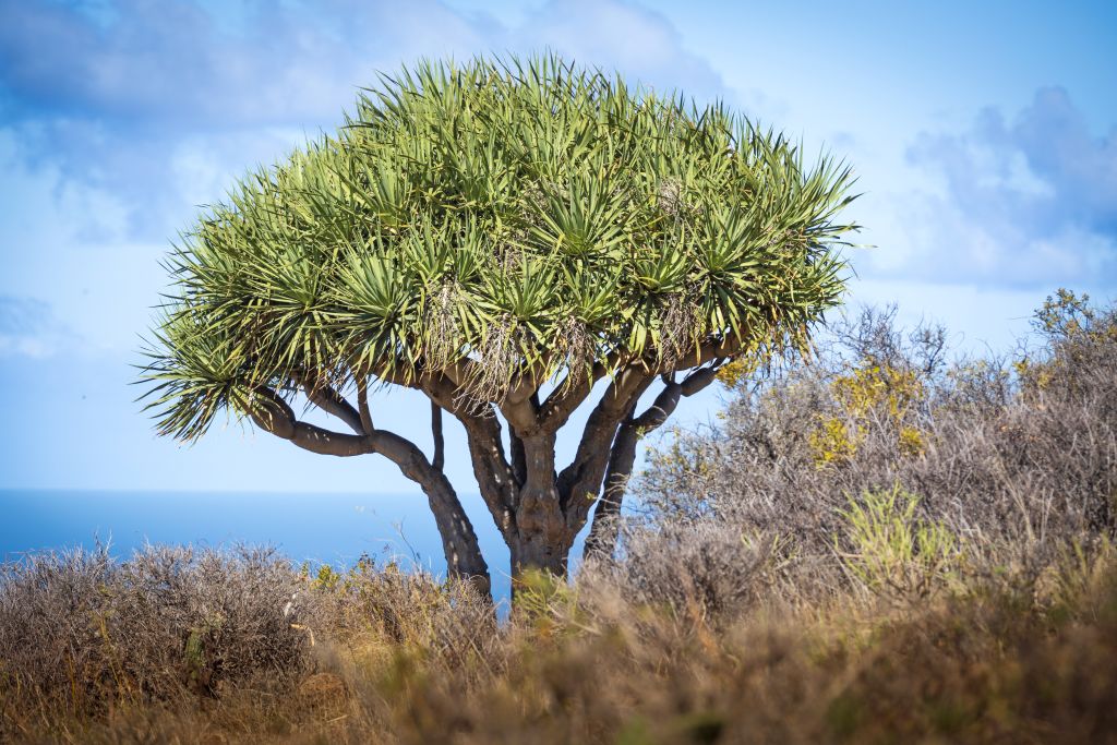 Albero di drago nelle isole Canarie, Spagna, tra vegetazione unica e paesaggio arido.