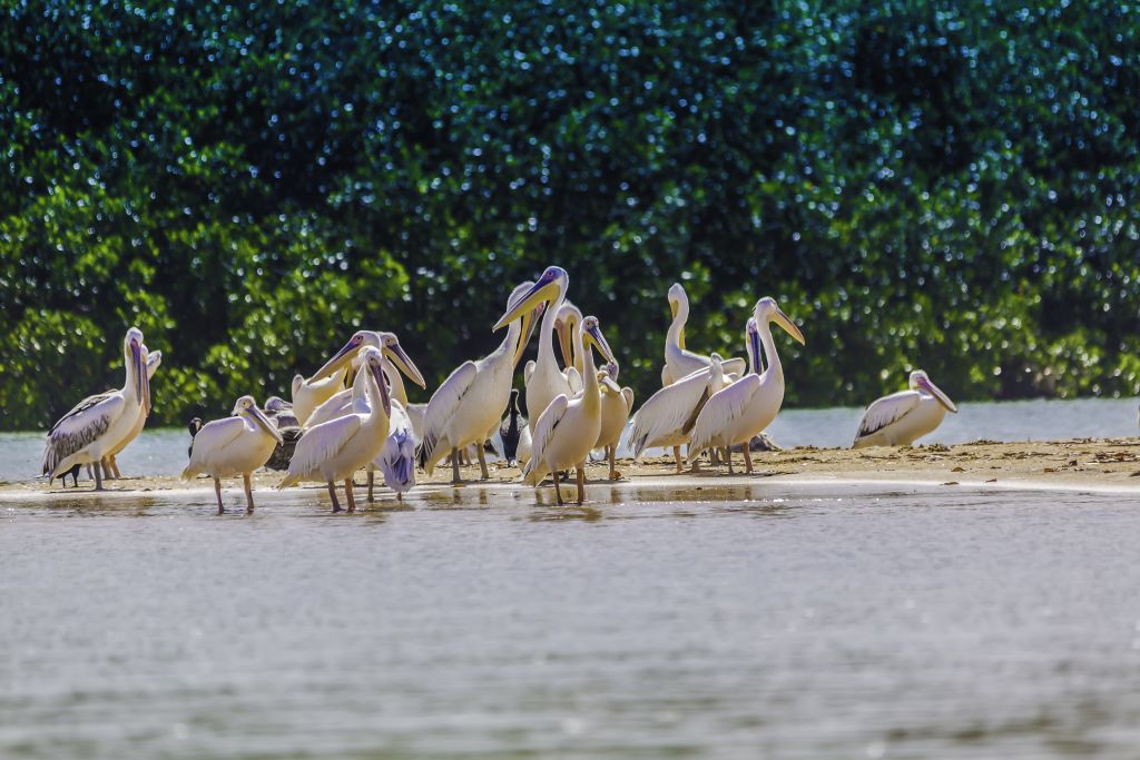 Pellicani in volo nel Parco Nazionale di Djoudj, paradiso birdwatching UNESCO in Senegal