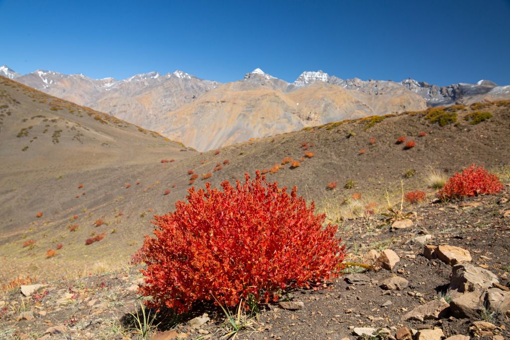 Paesaggio montano arido con arbusto rosso in primo piano, ambiente naturale di alta quota
