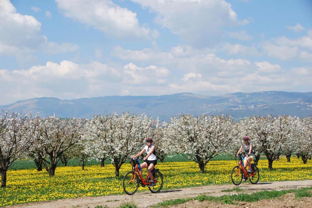 Ciclisti in viaggio con "Girolibero" pedalano tra ciliegi in fiore, Veneto