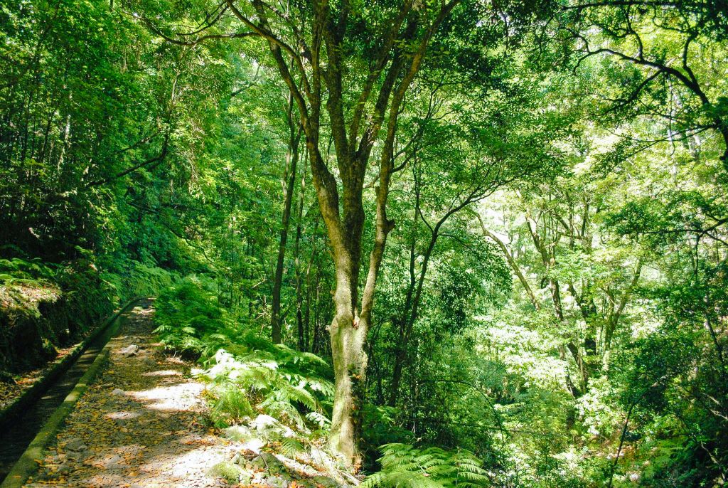 Sentiero ombreggiato nella foresta di Laurisilva, Madeira