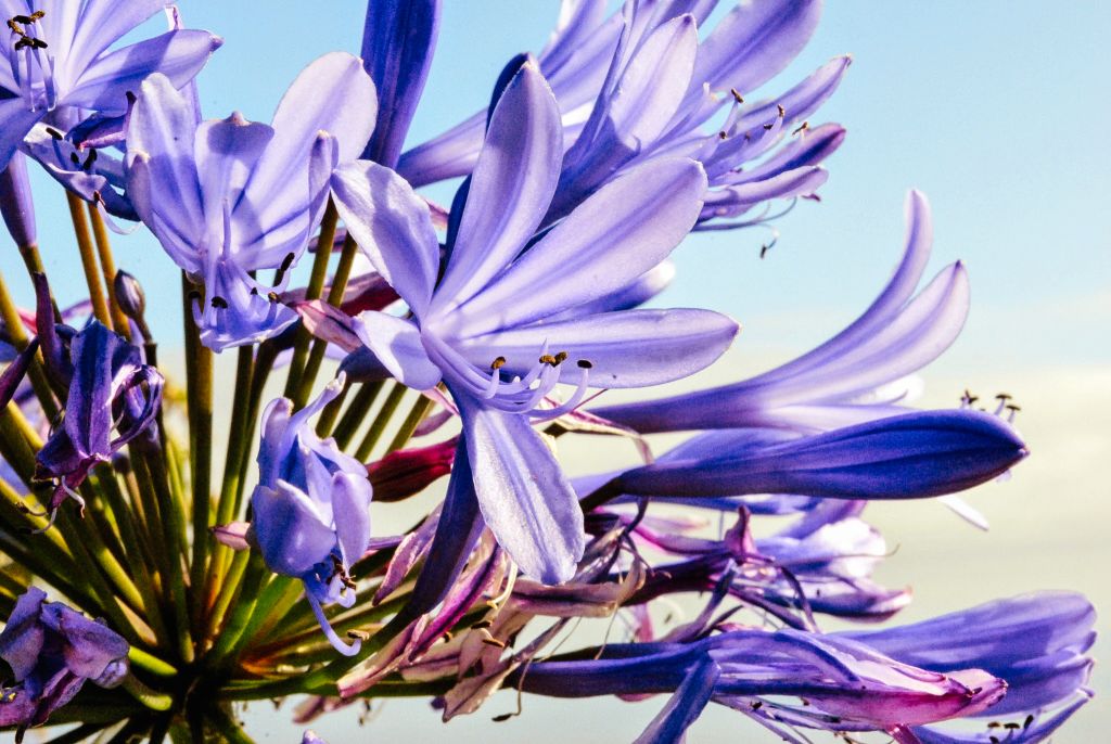 Fiore di agapanto con montagne sullo sfondo a Madeira