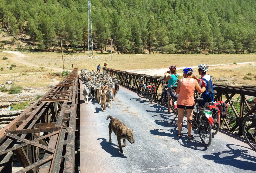 Ciclisti che attraversano un ponte di legno sopra un fiume incrociano un pastore con sue gregge di capre