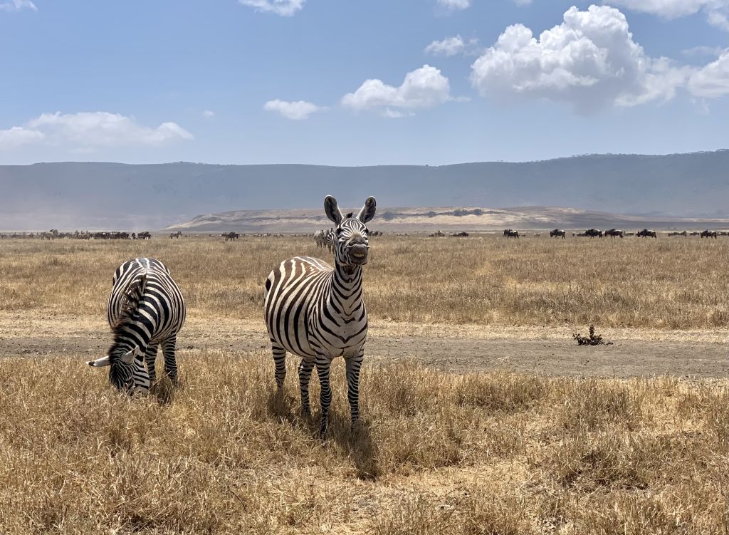 Due zebre camminano nella distesa secca e erbosa della savana.