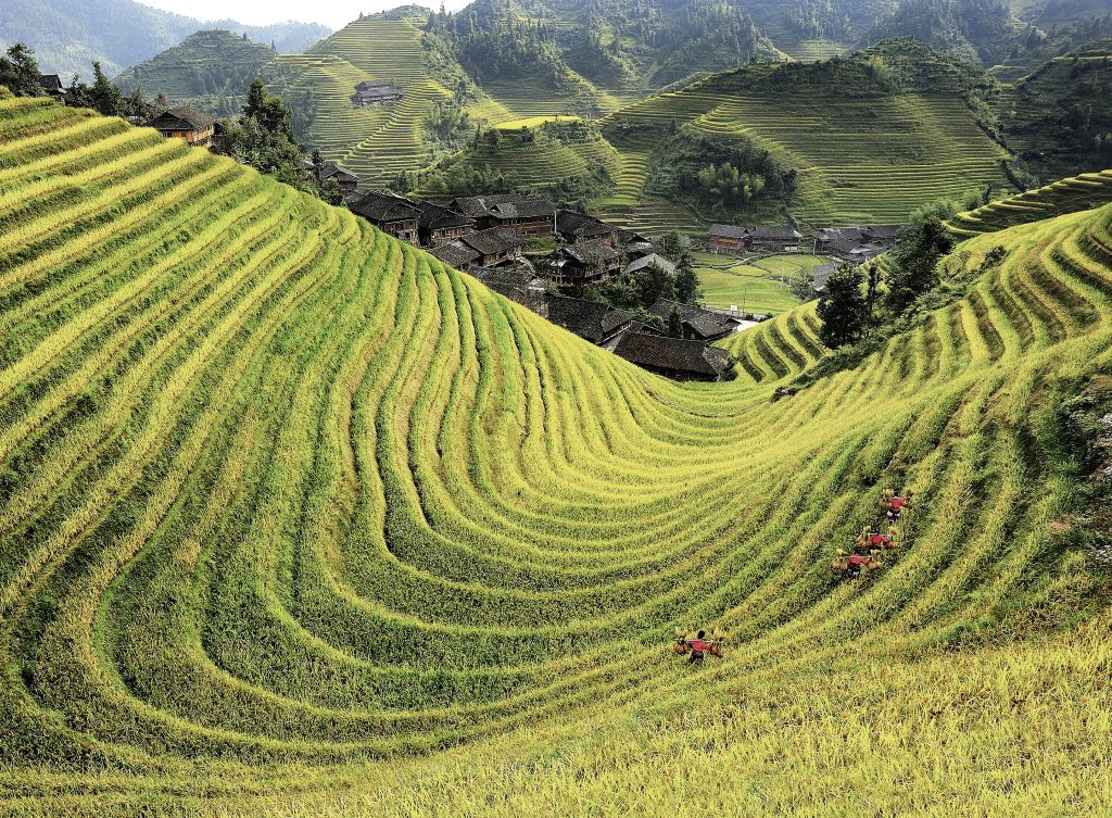 Ampie risaie terrazzate sulle colline della Cina, agricoltura tradizionale.