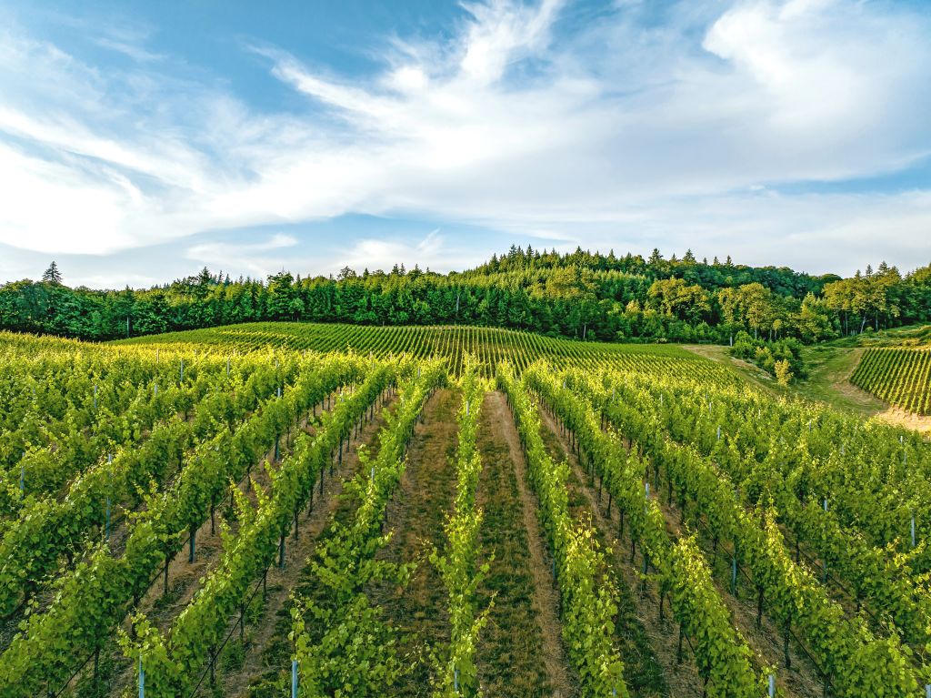 Vigneti ordinati tra le colline soleggiate della regione vinicola Entre-Deux-Mers, Francia.