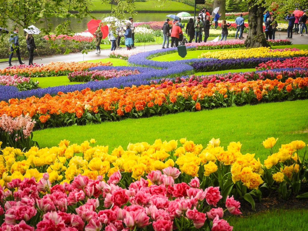 Distesa di tulipani multicolori in piena fioritura in un parco fiorito, Paesi Bassi.