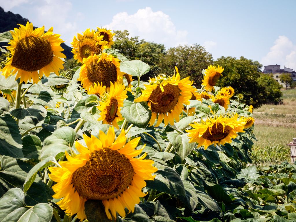 Campo di girasoli, Abruzzo, Italia
