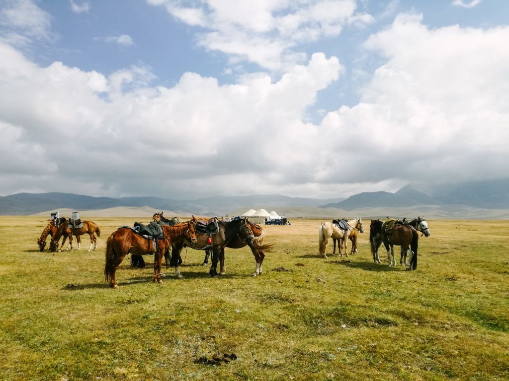 Cavalli al pascolo su una prateria verde sotto un cielo nuvoloso nella steppa del Kirghizistan.