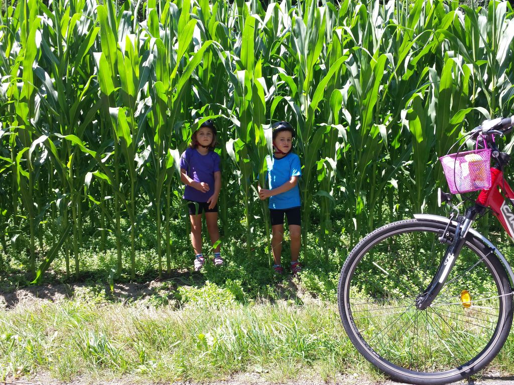 Bambini con caschetto, campo di pannocchie, viaggio per famiglia, ciclabile del Danubio da Linz a Vienna