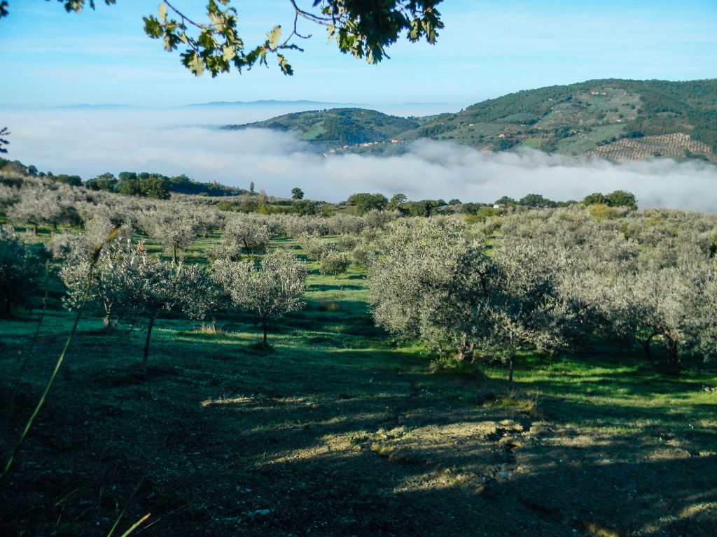 Panorama sulle colline con uliveti, trekking lungo la Via di San Francesco, Umbria