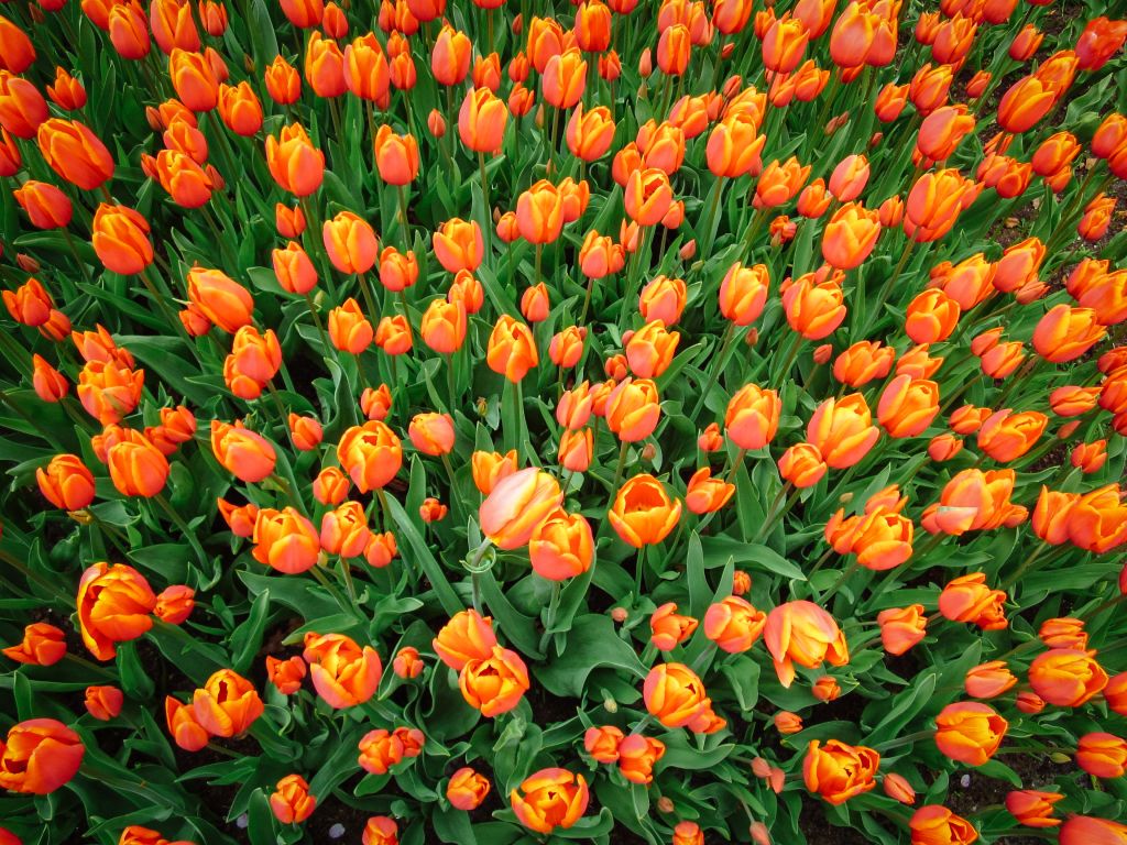 Primo piano di un campo di tulipani arancioni in fiore, simbolo dell’Olanda in primavera.