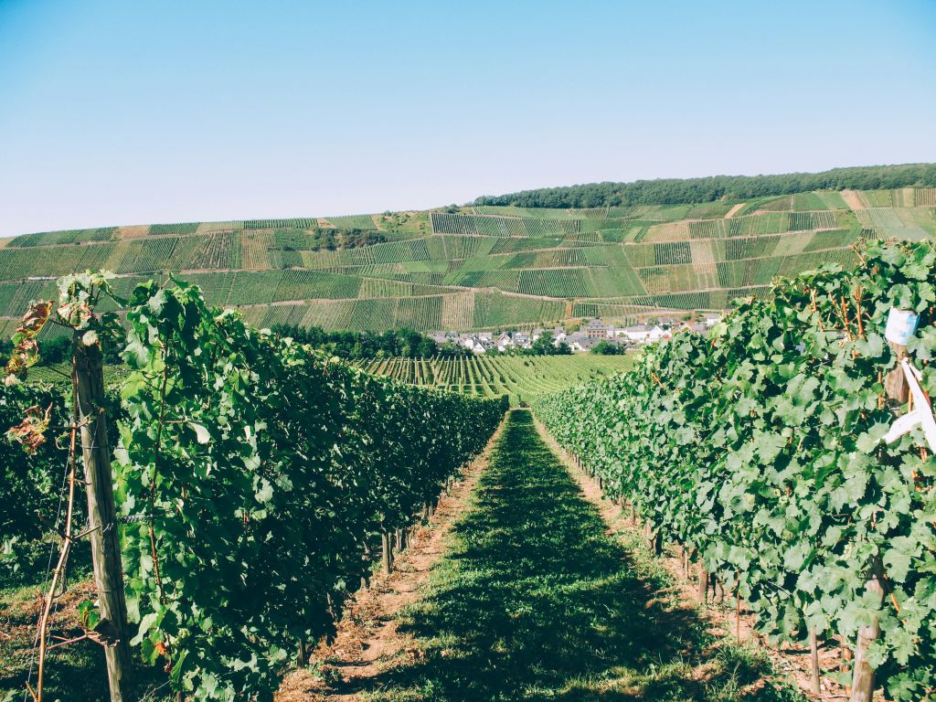 Panorama der mit Weinbergen bedeckten Hügel entlang der Mosel, Deutschland.