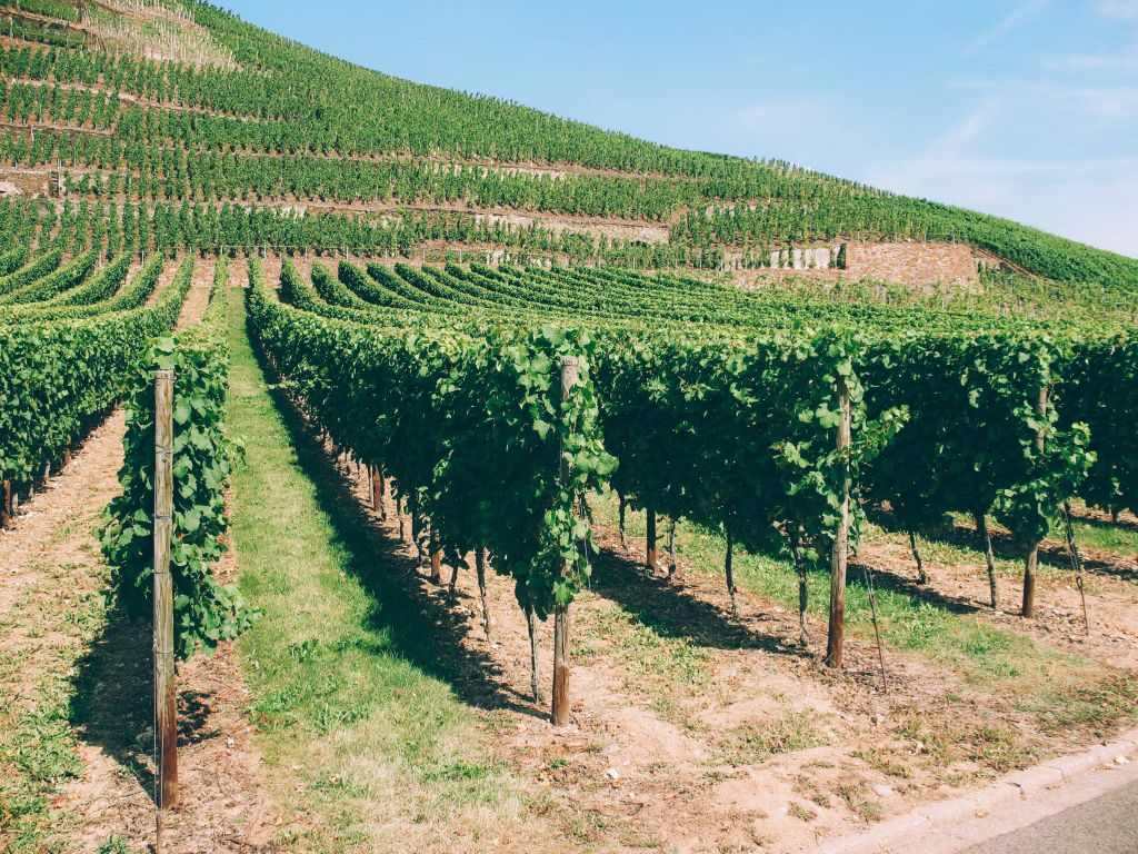 Weg durch die Moselweinberge